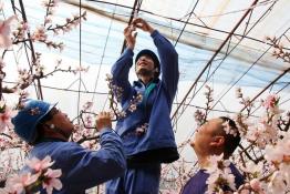 花開時節保電忙