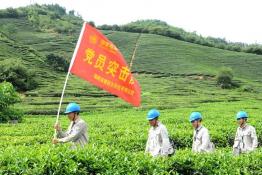 貼心服務 讓春茶飄香