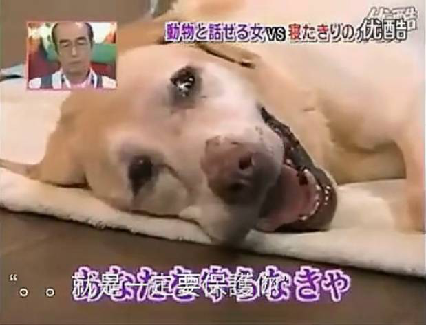 要讓人類聽懂動物的語言，AI還需克服哪些難題？