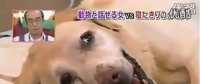 要讓人類聽懂動物的語言，AI還需克服哪些難題？