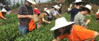 這片北緯30°的優質茶園，探索了產業扶貧擁抱“互聯網+“新路