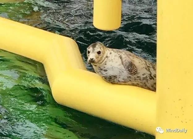 海上風(fēng)電破壞海洋生態(tài)？海豹：想多了！